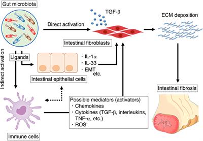 Contribution of the Gut Microbiota to Intestinal Fibrosis in Crohn's Disease